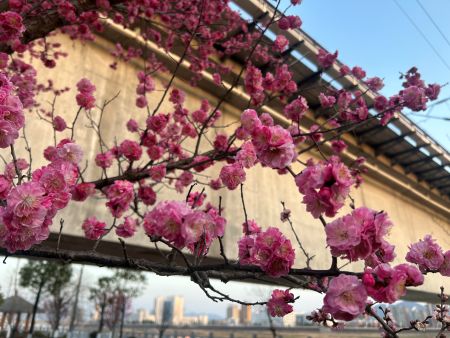 春信至 梅花香圖1